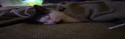 Mixed Breed cats for sale: 2 beautiful black and white kittens - Advert 2