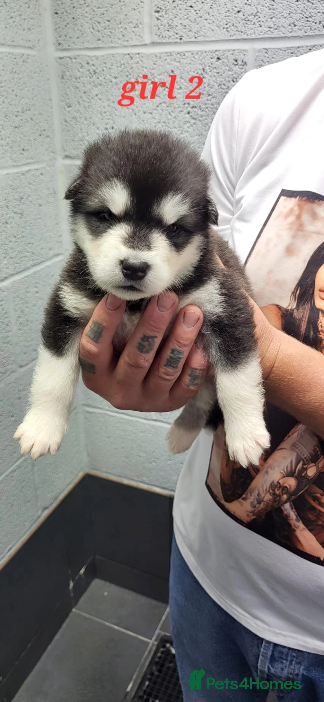 Alaskan Malamute dogs for sale: Pedigree Alaskan malamutes for sale - Advert 14