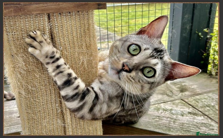 Bengal cats Beautiful big Silver spotted Bengal boy (ex stud) - Advert 2