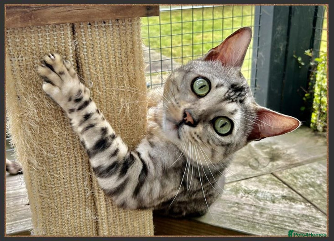 Bengal cats for sale: Beautiful big Silver spotted Bengal boy (ex stud) - Advert 2