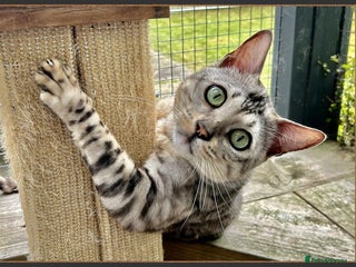 Bengal cats Beautiful big Silver spotted Bengal boy (ex stud) - Advert 8