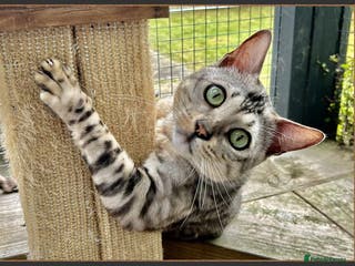 Bengal cats Beautiful big Silver spotted Bengal boy (ex stud) - Advert 19