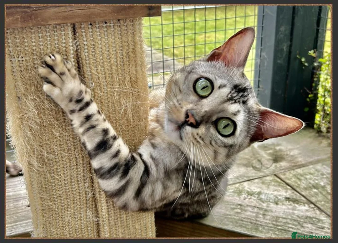 Bengal cats for sale: Beautiful big Silver spotted Bengal boy (ex stud) - Advert 4