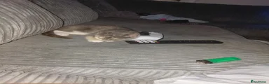 Persian 1