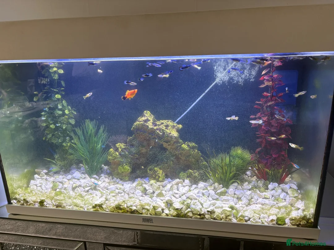 Live Bearers fish for sale: Fish tank for sale with fish - Advert 1