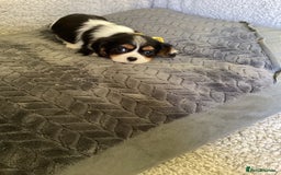 Cavalier King Charles Spaniel dogs for sale: Cavalier King Charles  - Image 3