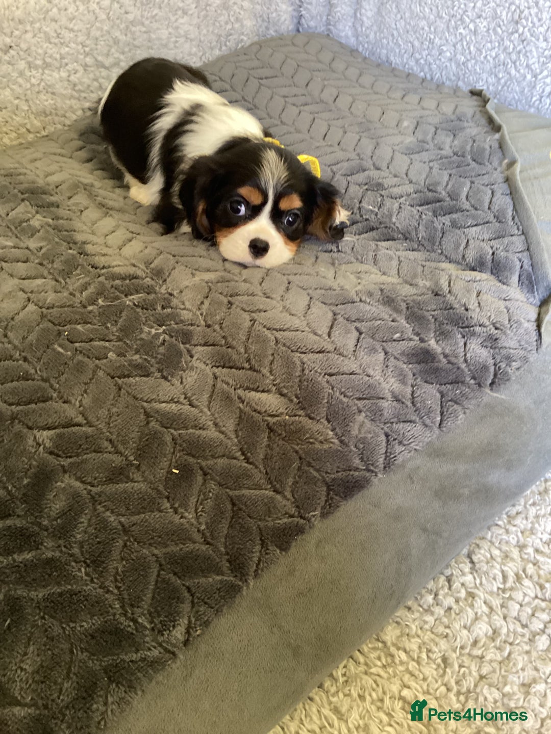 Cavalier King Charles Spaniel dogs for sale: Cavalier King Charles  - Image 3