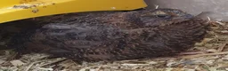Quail poultry for sale: Pansy Fee, Pearl Fee, Italian Coturnix Quail in North Shields - Advert 5