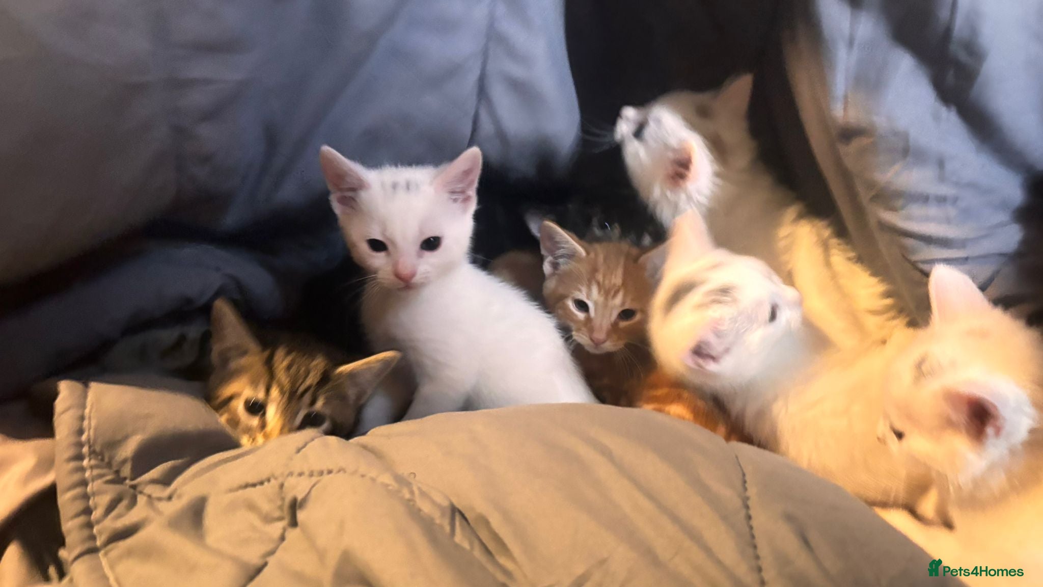 Mixed Breed cats 9 Loving Kits ready to go to their new homes - Advert 9