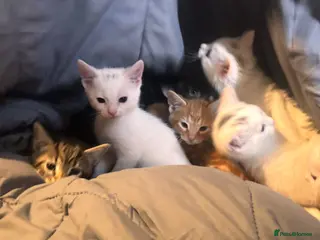 Mixed Breed cats 9 Loving Kits ready to go to their new homes - Advert 9