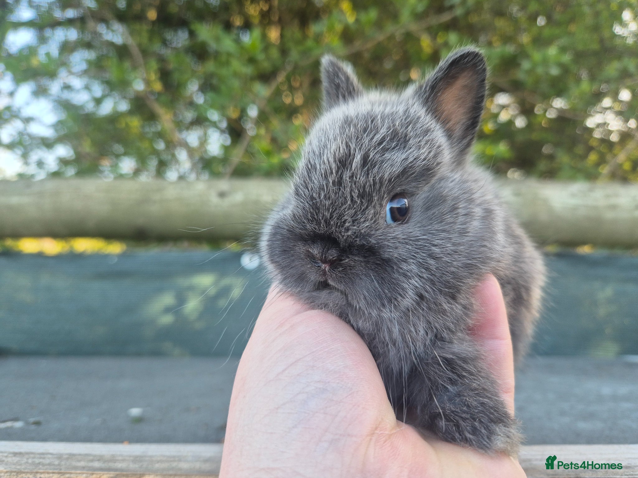 Netherland Dwarf rabbits 🧡 Gorgeous netherland dwarf babies 🧡 - Advert 2