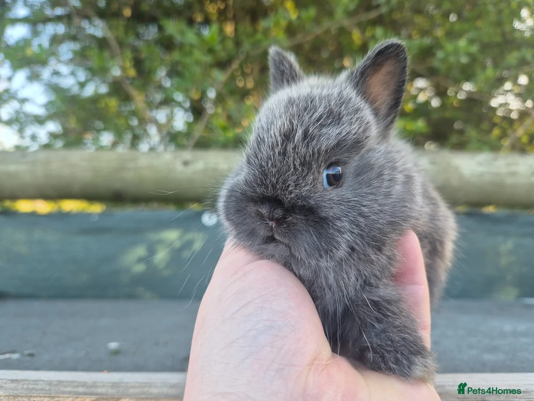 Netherland Dwarf rabbits for sale: 🧡 Gorgeous netherland dwarf babies 🧡 - Advert 2