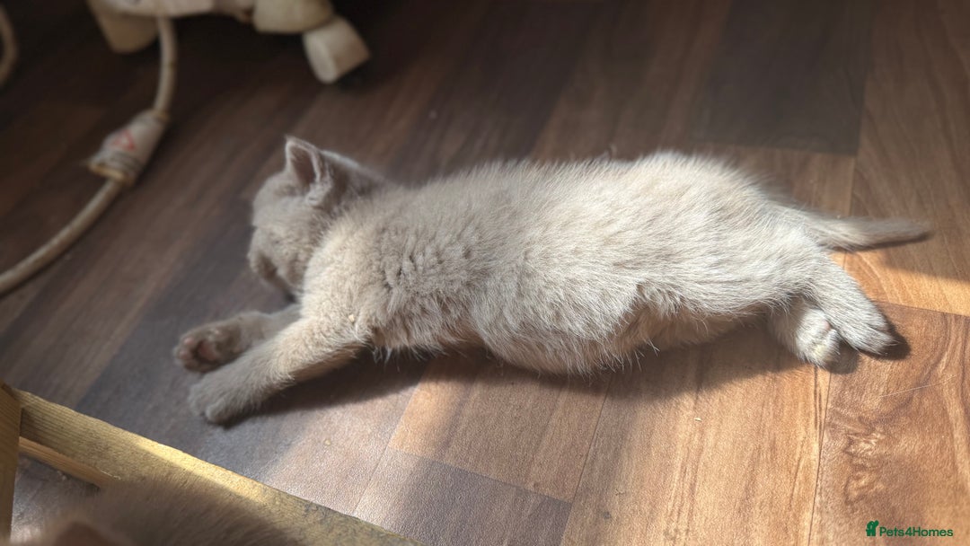 British Shorthair cats for sale: BSH kittens parents gccf - Image 4