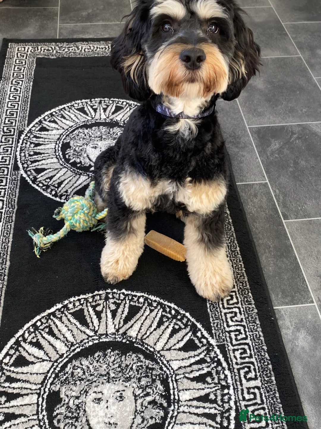 Cockapoo dogs for sale: Benny 9 Months old cockapoo puppy - Advert 2