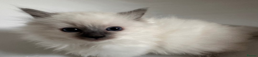 Ragdoll Kitten 2