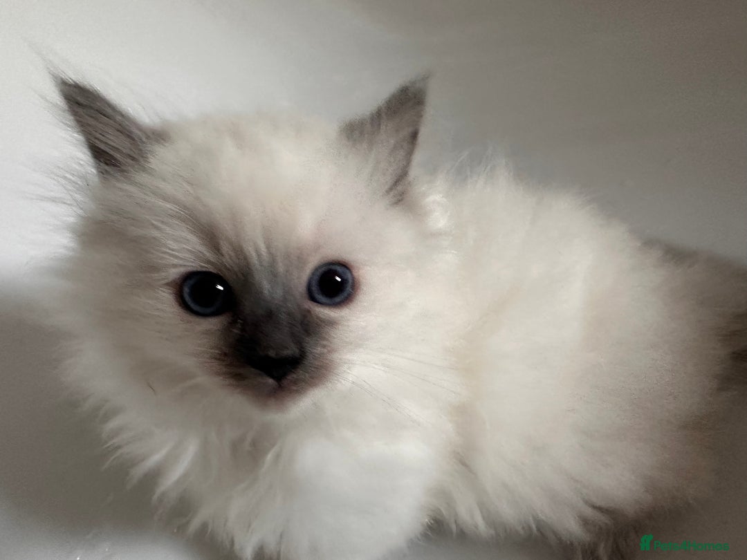 Ragdoll cats for sale: Blue seal point lynx ragdoll pedigree - Image 8