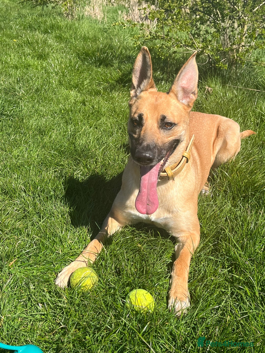 German Shepherd dogs for sale: 11 Beautiful German Shepherd Puppies 😍 - Image 9