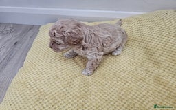 Maltipoo dogs for sale: 3 fabulous teddybear Maltipoo girls  - Image 2
