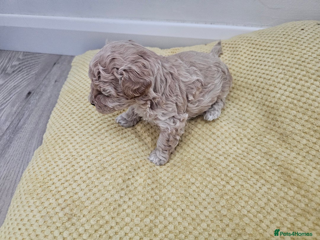 Maltipoo dogs for sale: 3 fabulous teddybear Maltipoo girls  - Image 2