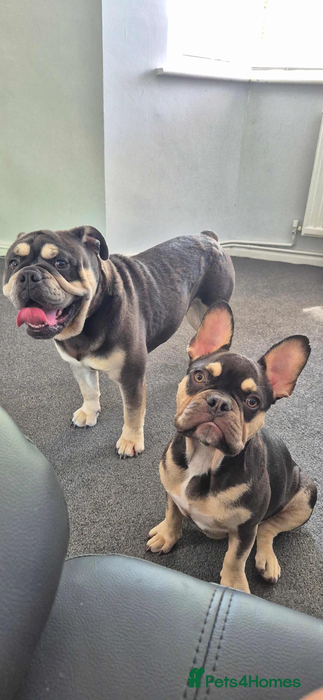French Bulldog dogs for sale: French bulldog puppy 5 months - Image 3