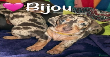 Miniature Dachshund dogs 8 MINIATURE DACHSHUNDS - Advert 5