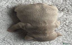 French Bulldog dogs for sale: 7 Stunning Babies ❤️💙 - Image 5