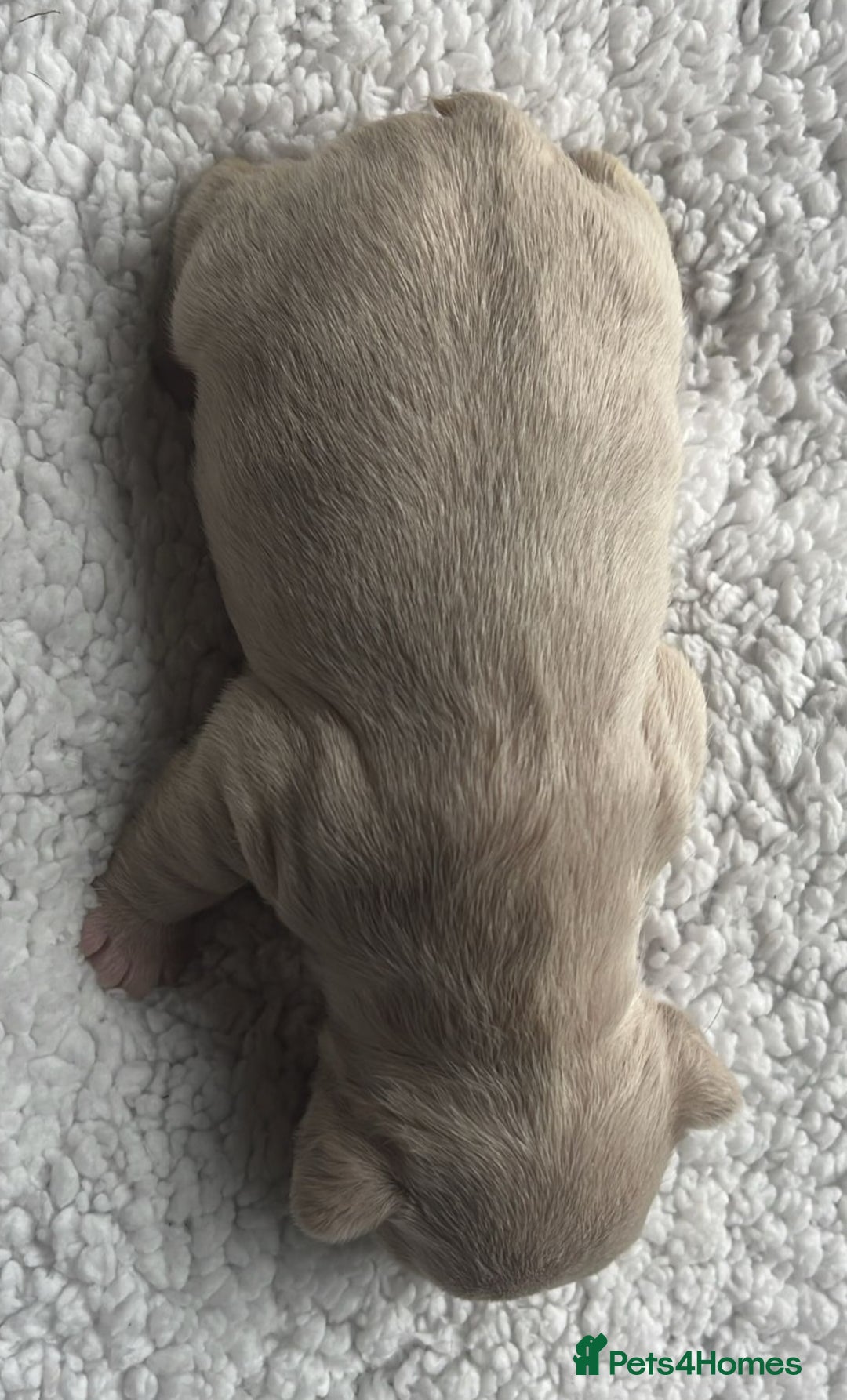 French Bulldog dogs for sale: 7 Stunning Babies ❤️💙 - Image 5