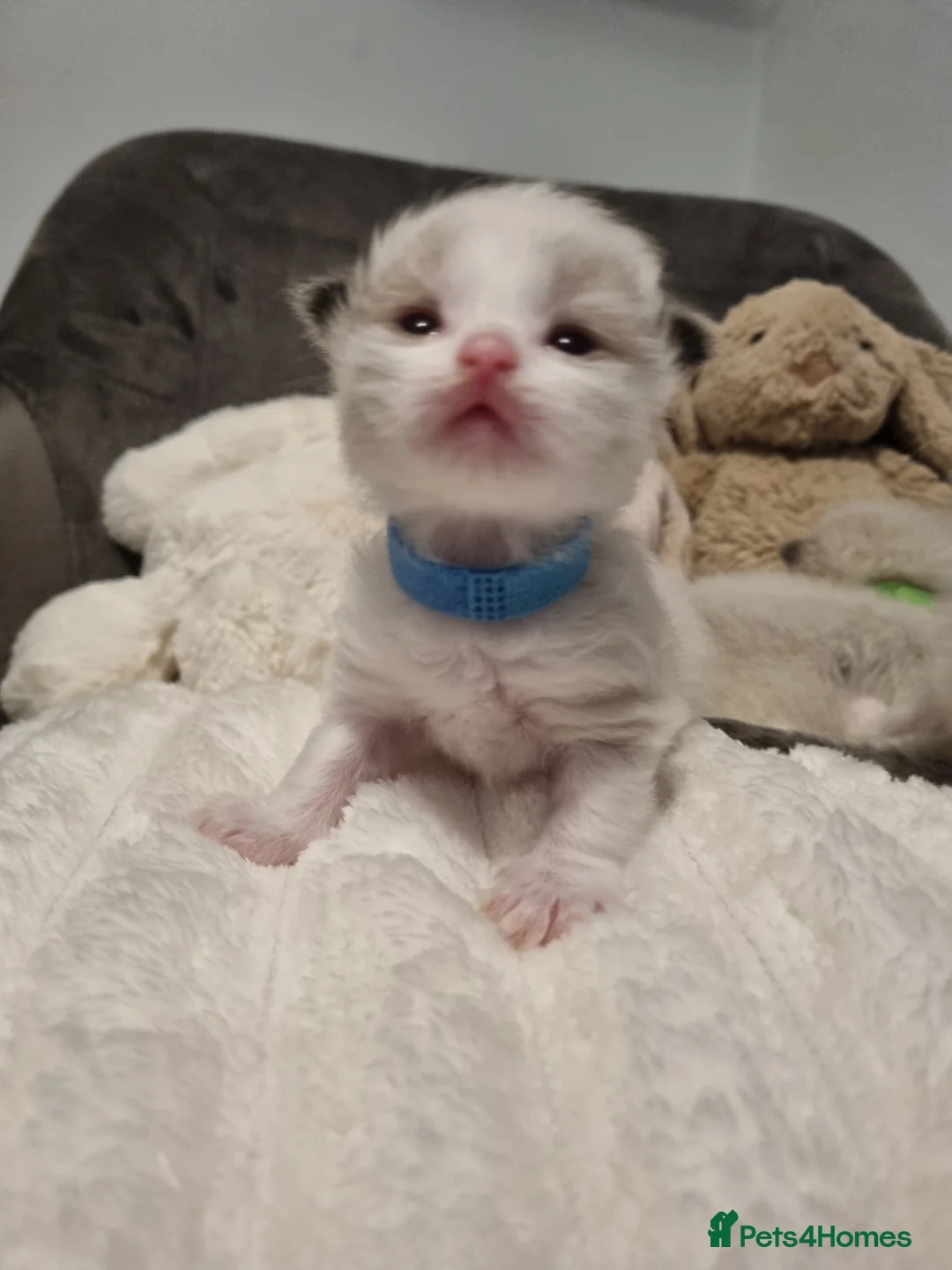 Ragdoll cats for sale: 🩵 Pure Breed Ragdoll Kittens  🩷 - Advert 1