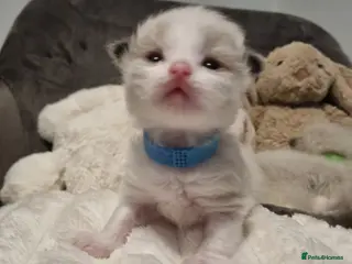 Ragdoll cats 🩵 Pure Breed Ragdoll Kittens 🩷 - Advert 3