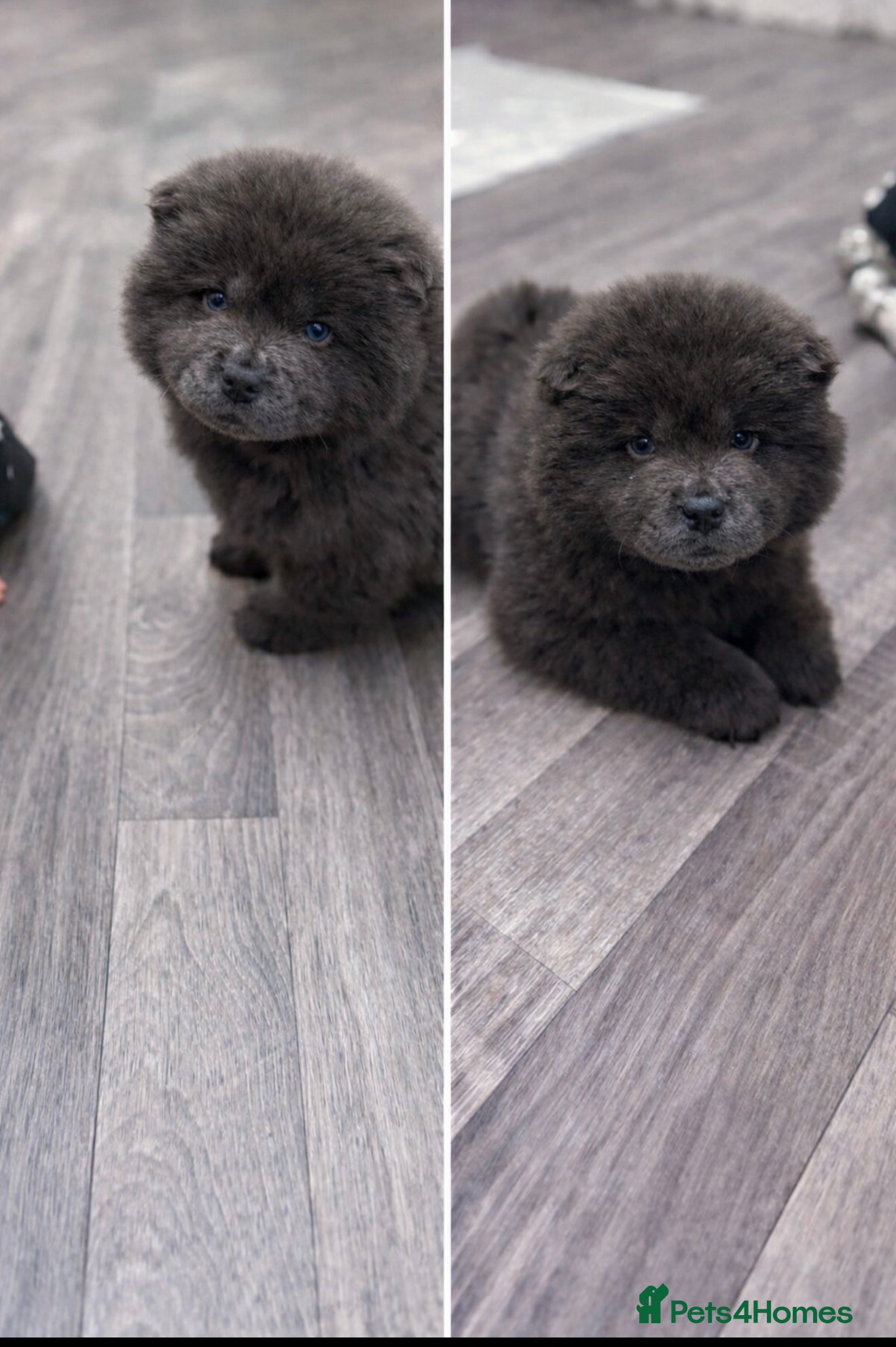 Chow Chow dogs Female chow chow pure breed  - Advert 1