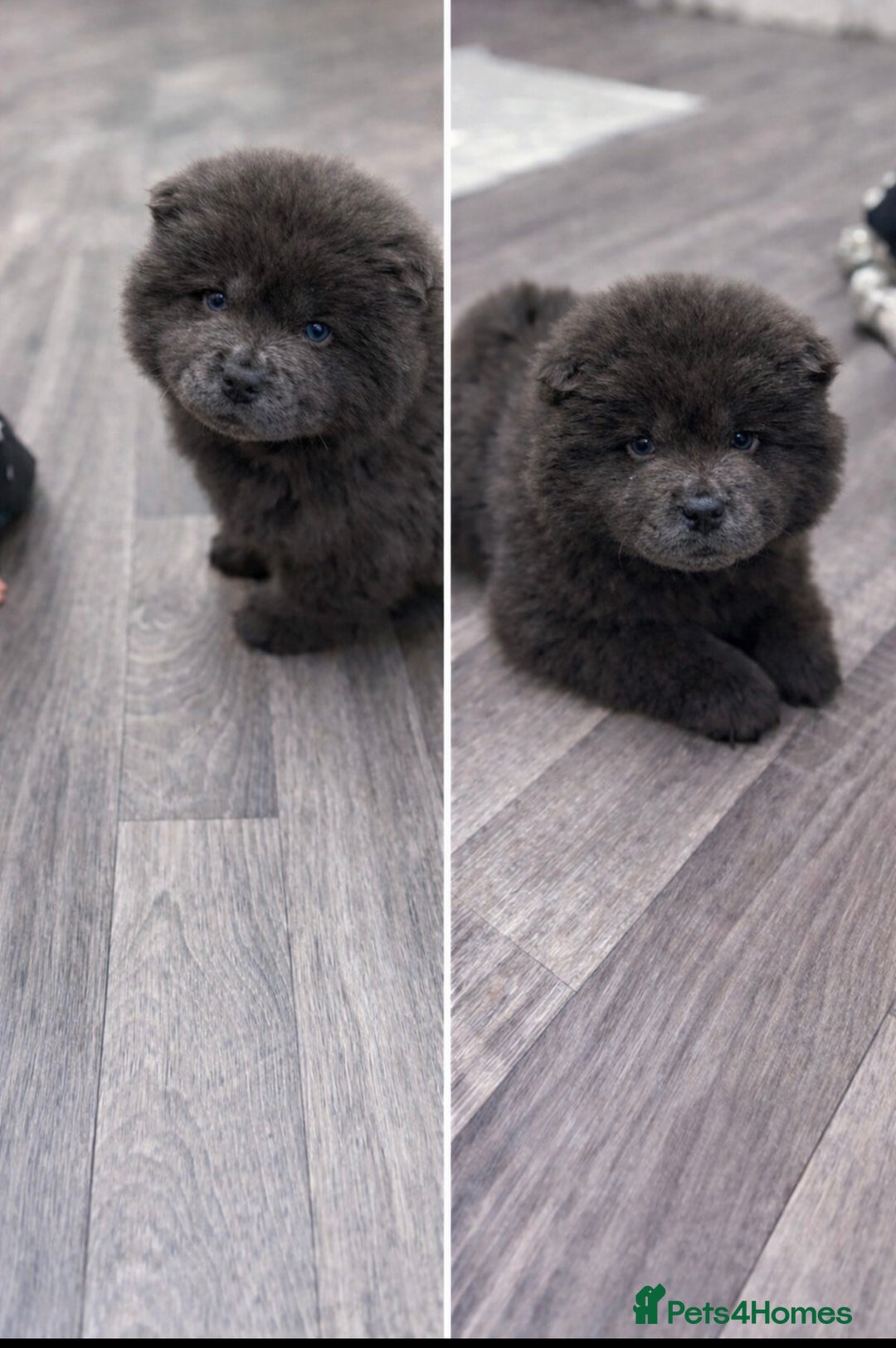 Chow Chow dogs for sale: Female chow chow pure breed  - Advert 1