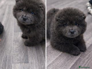 Chow Chow dogs Female chow chow pure breed - Advert 1