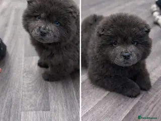 Chow Chow dogs Female chow chow pure breed - Advert 14