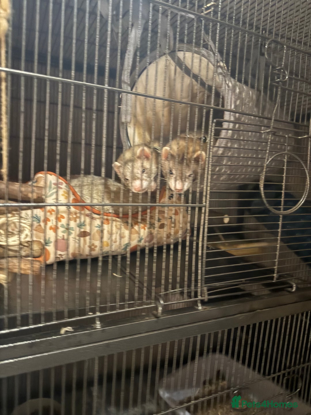 Ferret rodents for sale: Ferrets  - Advert 2