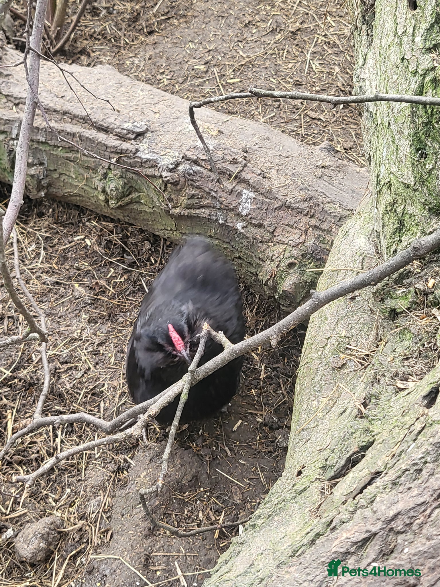 Chickens poultry Bantam Pair Barbu de grubbe rumpless - Advert 2