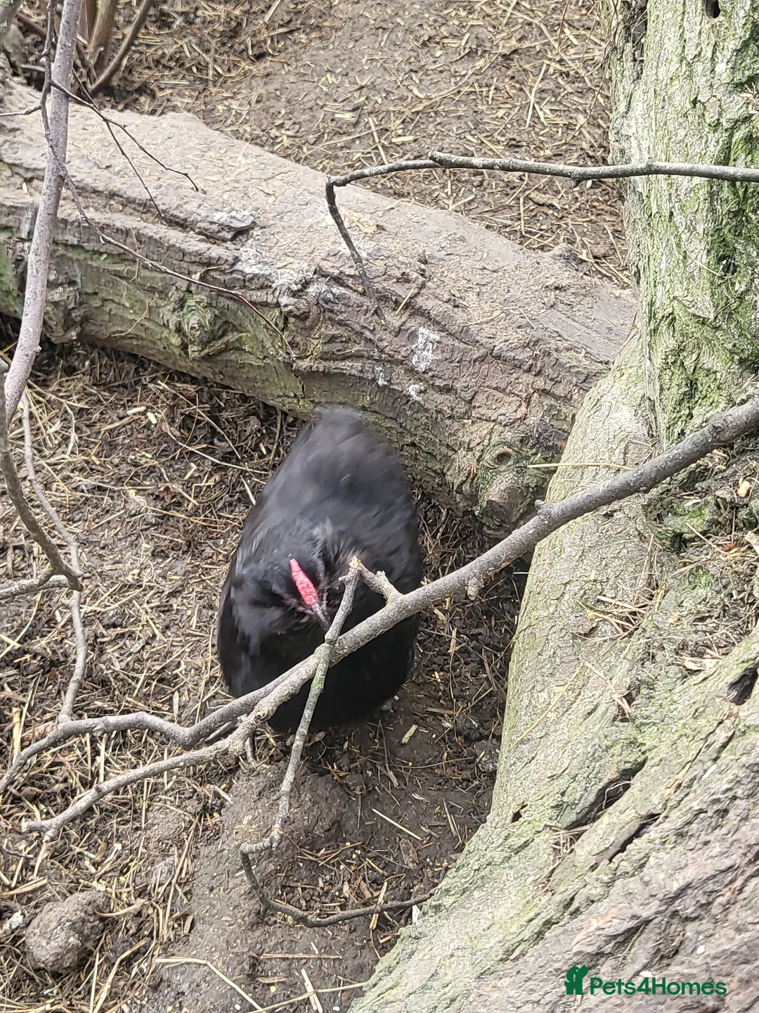 Chickens poultry for sale: Bantam Pair Barbu de grubbe rumpless - Advert 2