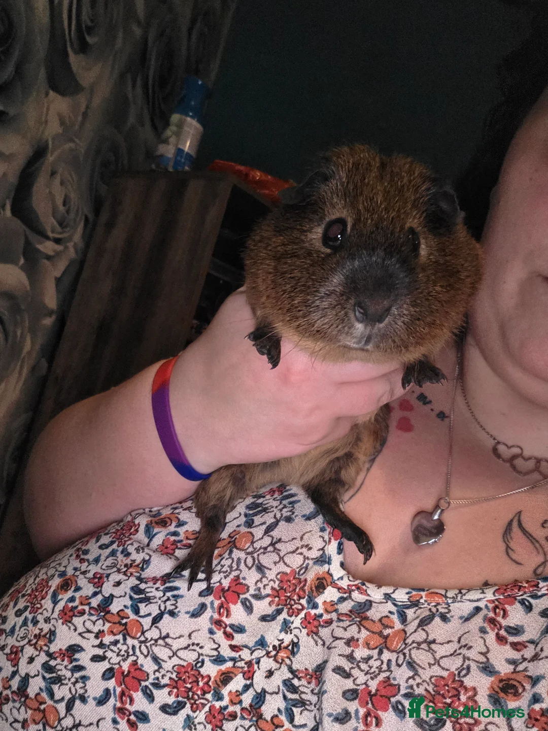 Guinea Pig rodents for sale: 2 male guinea pigs (cookie&squeek) in Wednesbury - Advert 6