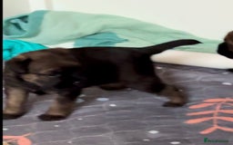 Border Terrier dogs for sale: Slem clear KC Registered  Border Terriers  - Image 15