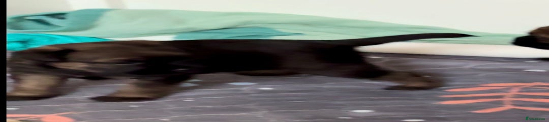 Border Terrier Puppy 1