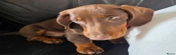 Dachshund dogs for sale: Dachshund  - Advert 2