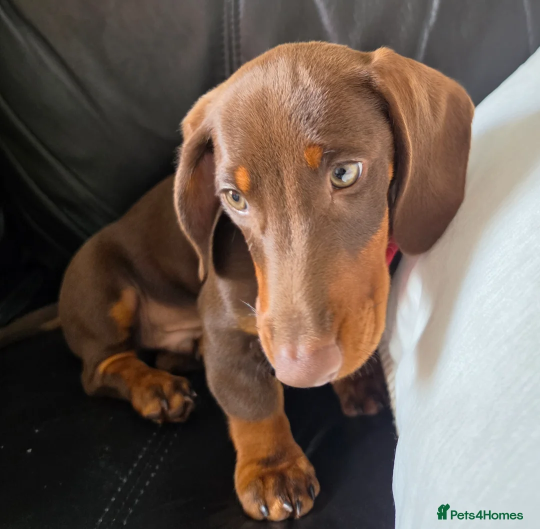 Dachshund dogs for sale: Dachshund  - Advert 2