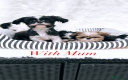 Shih Tzu dogs for sale: AMERICAN IMPERIAL SHIH TZU PUPPIES - Image 19