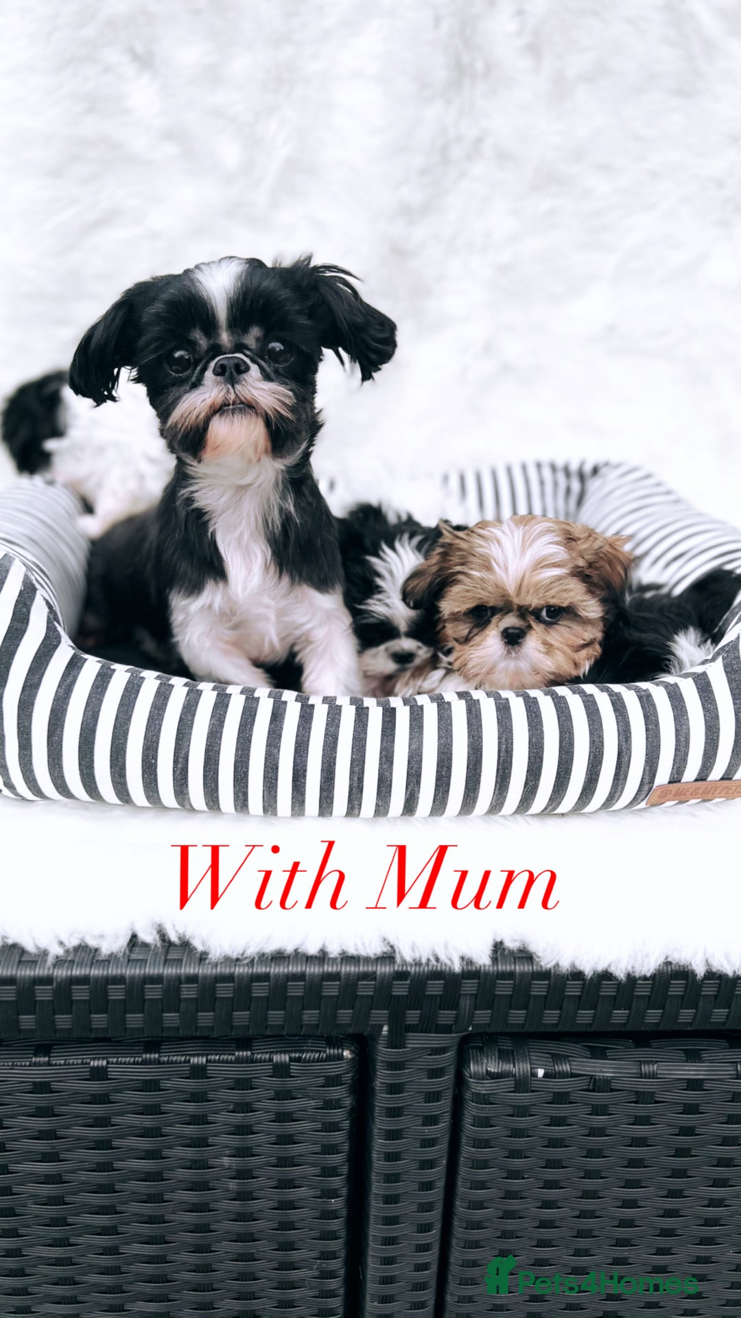 Shih Tzu dogs for sale: AMERICAN IMPERIAL SHIH TZU PUPPIES - Image 19
