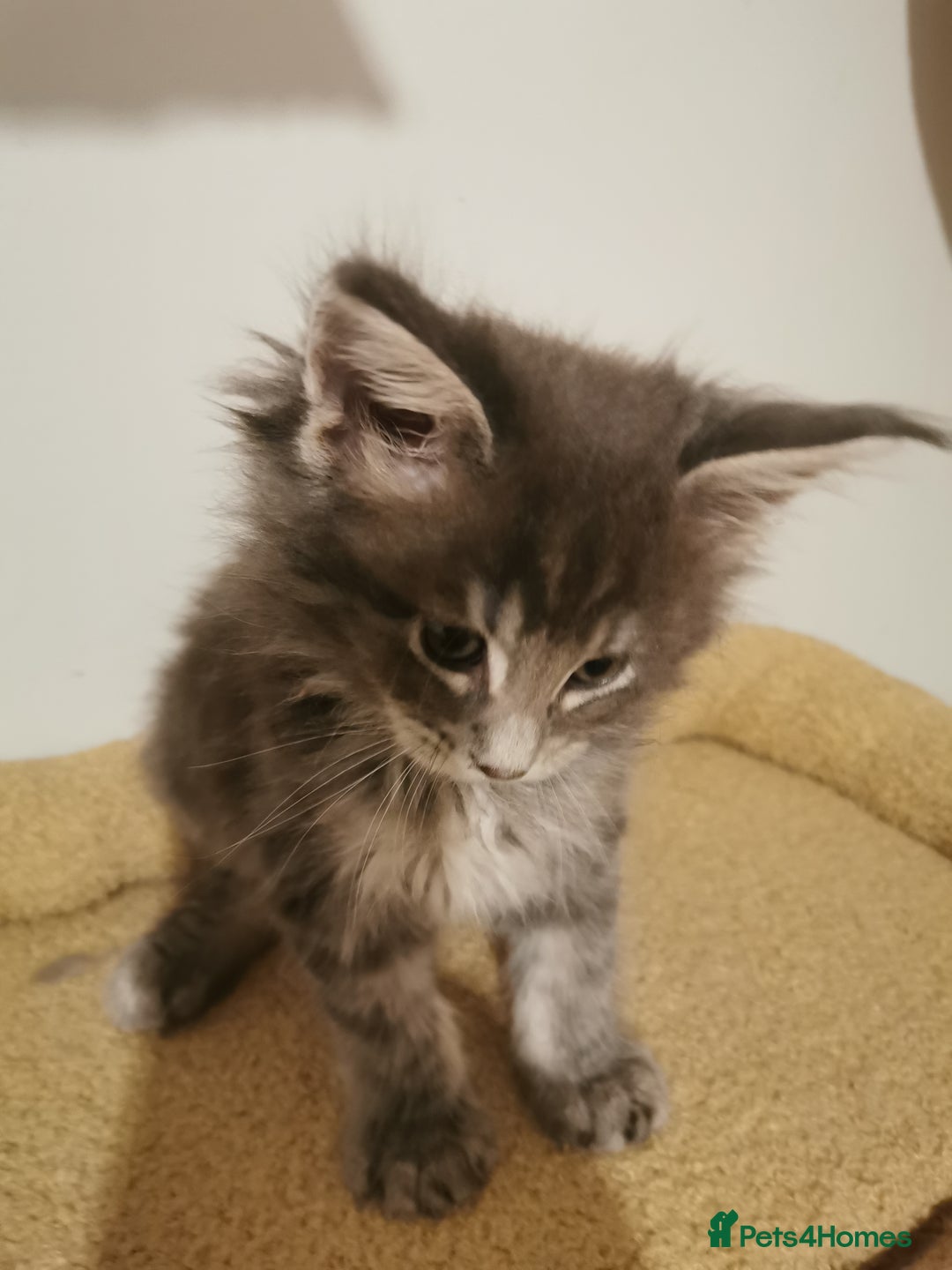 Maine Coon cats for sale: Full pedigree Maine Coon kittens for sale  - Advert 19