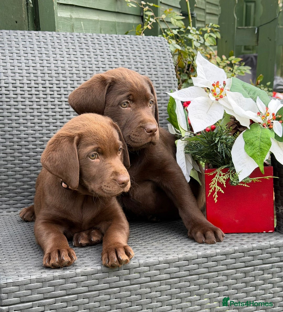 Labrador Retriever dogs for sale: KC CHOCOLATE PEDIGREE LABRADOR GIRL - Advert 10