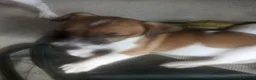 Mixed Breed dogs for sale: Jack Russell Puppies for Sale - Advert 4