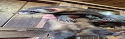 Ferret rodents for sale: Micro eu ferrets at 4 girls left 2 boys 15 weeks  - Advert 5