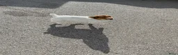 Jack Russell dogs for sale: TRADITIONAL MINI JACK RUSSEL BOY in Leeds - Advert 2