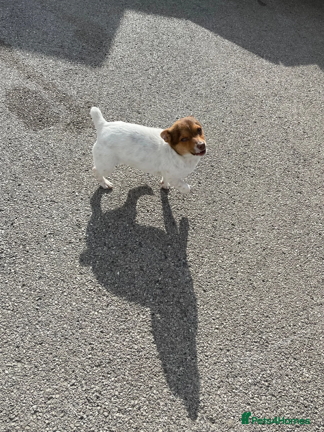 Jack Russell dogs for sale: TRADITIONAL MINI JACK RUSSEL BOY in Leeds - Advert 2