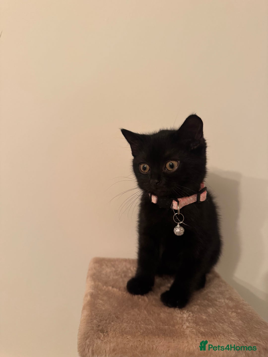 British Shorthair cats for sale: Cutie - Advert 5